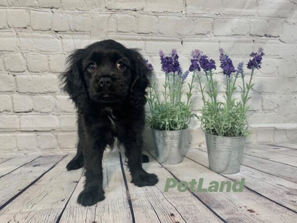 Cockalier-DOG-Female-Black-139-Petland Nashville, Tennessee