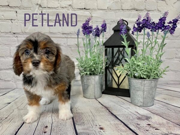 Cavapoo DOG Female Blue Merle / Tan 144 Petland Nashville, Tennessee