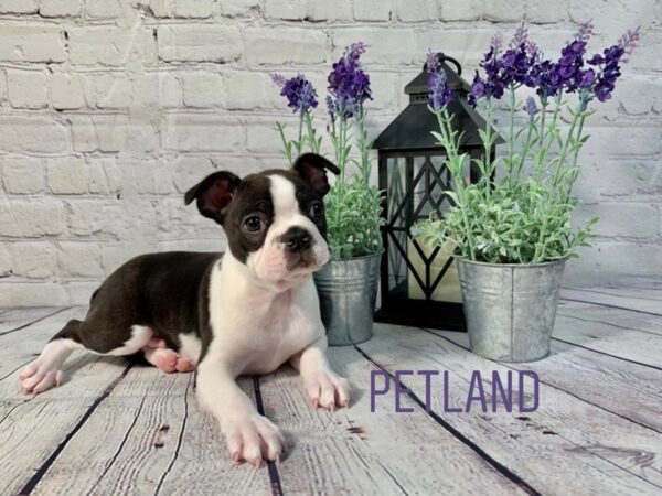 Boston Terrier-DOG-Male-Black Brindle-149-Petland Nashville, Tennessee