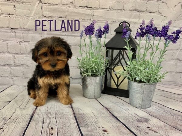 Yorkshire Terrier DOG Female Black / Tan 148 Petland Nashville, Tennessee