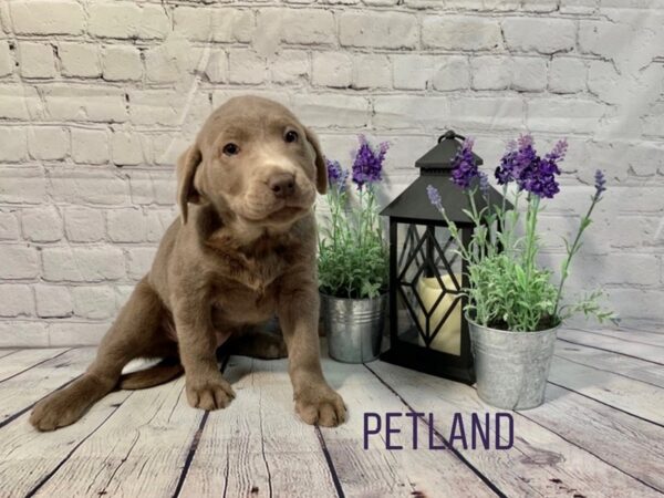 Labrador Retriever-DOG-Female-Silver-143-Petland Nashville, Tennessee