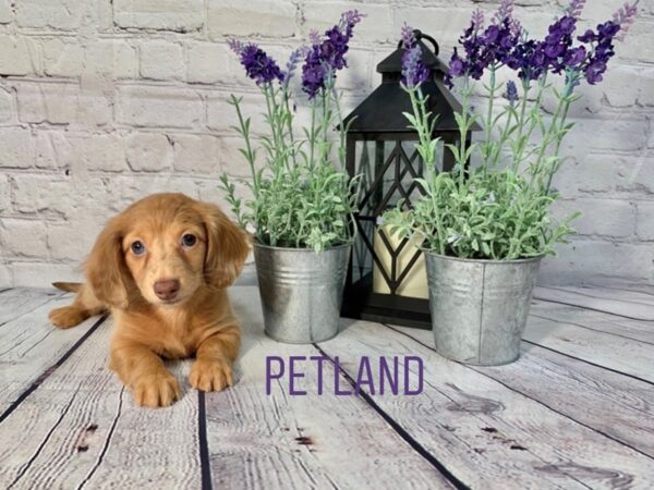 Dachshund DOG Female Red 147 Petland Nashville, Tennessee