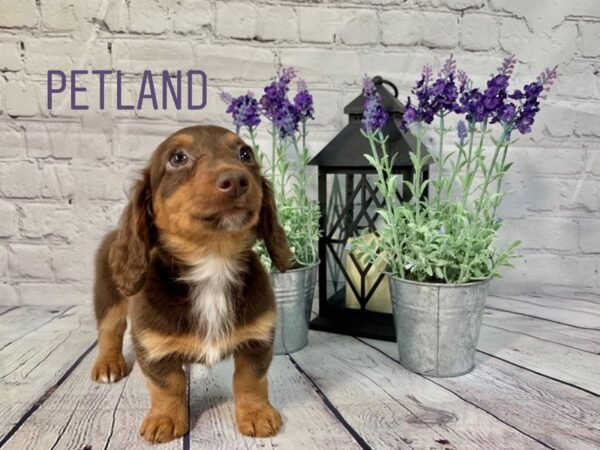 Dachshund DOG Female Chocolate / Tan 146 Petland Nashville, Tennessee