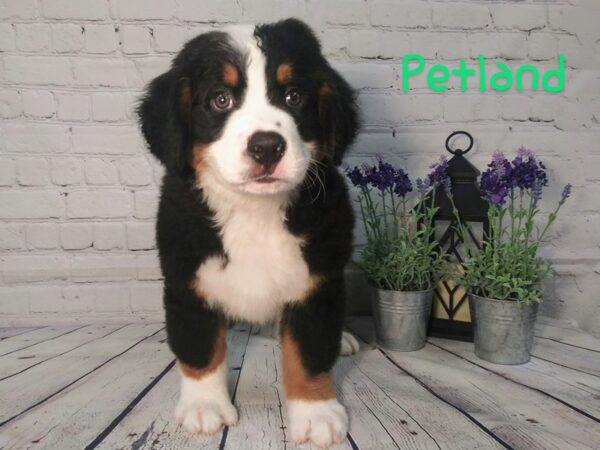 Bernese Mountain Dog DOG Male Black White / Tan 153 Petland Nashville, Tennessee