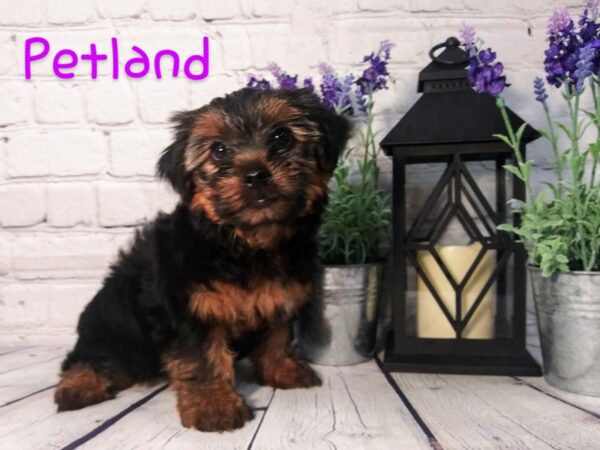 Yorkshire Terrier DOG Female BLK TAN 168 Petland Nashville, Tennessee