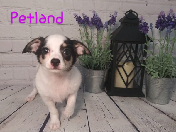 Chihuahua DOG Female BLK WHITE 169 Petland Nashville, Tennessee