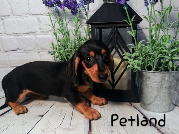 Dachshund DOG Female BLK TAN 165 Petland Nashville, Tennessee