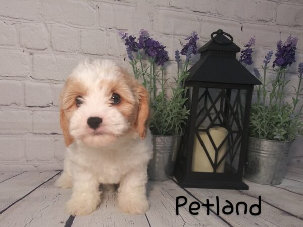 Cava Chon-DOG-Female-BLENHEIM-163-Petland Nashville, Tennessee
