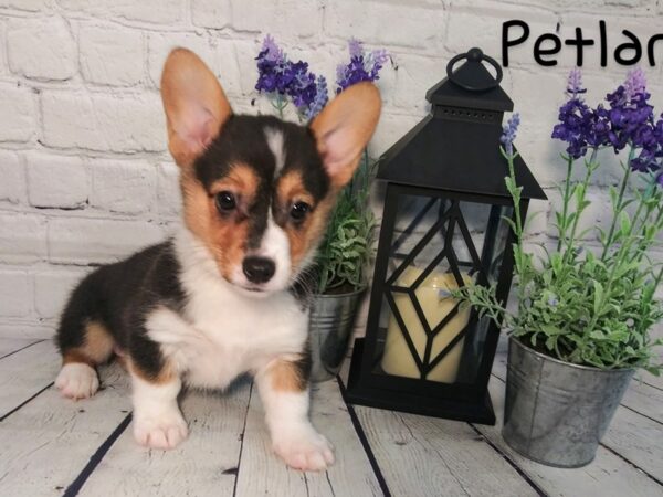 Pembroke Welsh Corgi DOG Female Black / Tan 151 Petland Nashville, Tennessee