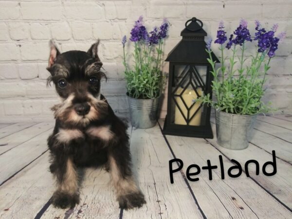 Miniature Schnauzer DOG Female SALT PEPPER 162 Petland Nashville, Tennessee