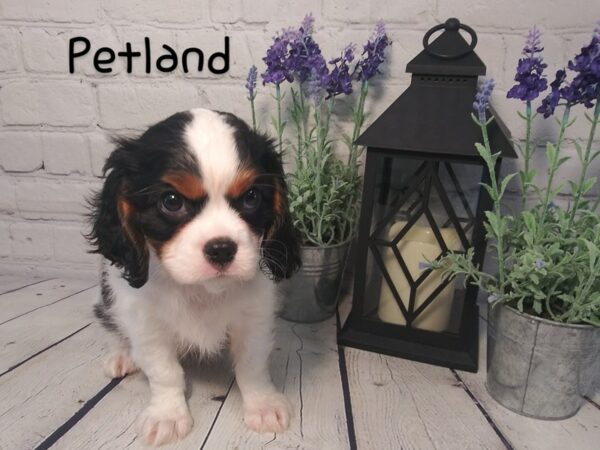 Cavalier King Charles Spaniel DOG Female TRI 161 Petland Nashville, Tennessee