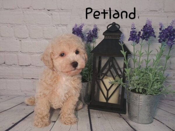 Poo Chon-DOG-Male-TAN-167-Petland Nashville, Tennessee
