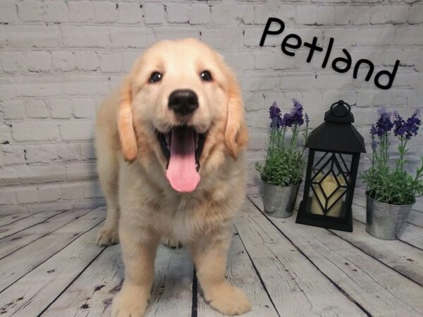 Golden Retriever DOG Female Golden 156 Petland Nashville, Tennessee
