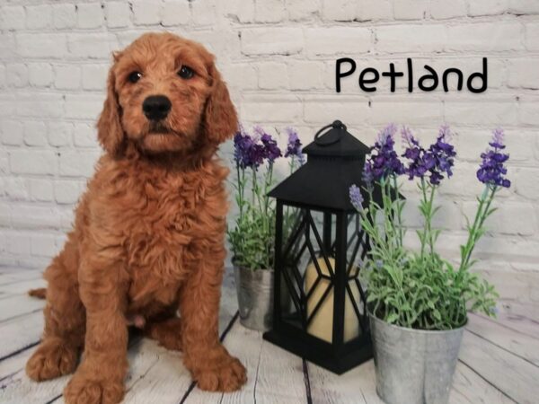 Goldendoodle-DOG-Male-Red-157-Petland Nashville, Tennessee
