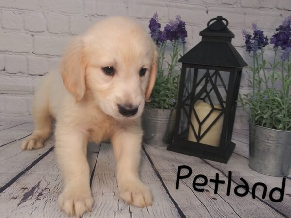 Golden Retriever-DOG-Male-Light Golden-155-Petland Nashville, Tennessee