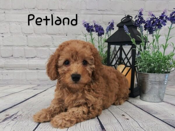 Poodle-DOG-Female-Red-159-Petland Nashville, Tennessee