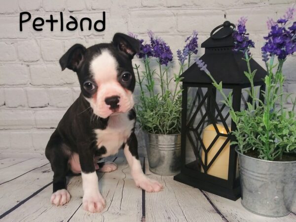Boston Terrier DOG Male blk white 170 Petland Nashville, Tennessee