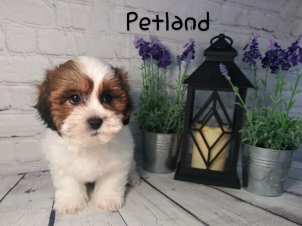 Teddy Bear DOG Female Brown White 160 Petland Nashville, Tennessee