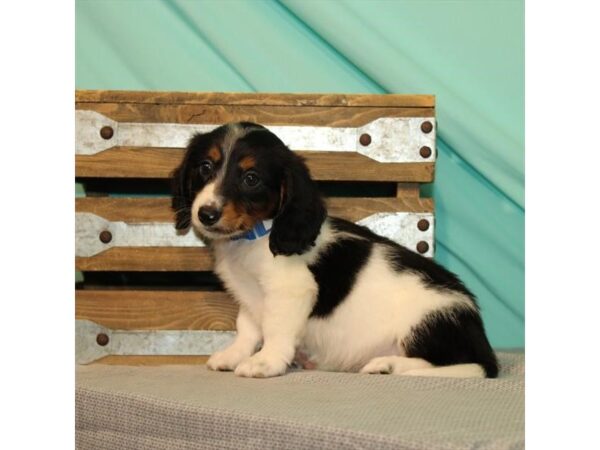 Dachshund DOG Male Black / Tan 183 Petland Nashville, Tennessee