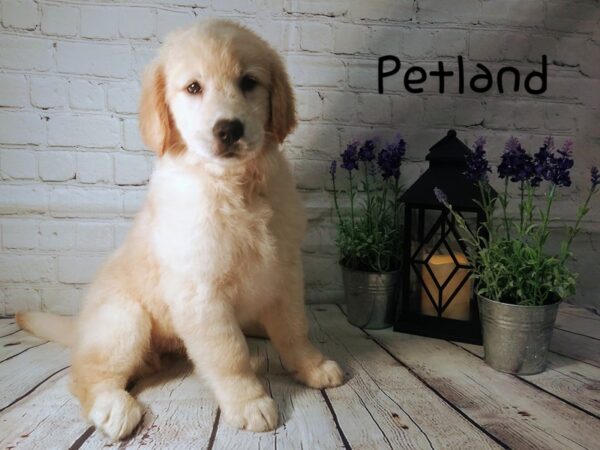Golden Retriever DOG Female Golden 175 Petland Nashville, Tennessee