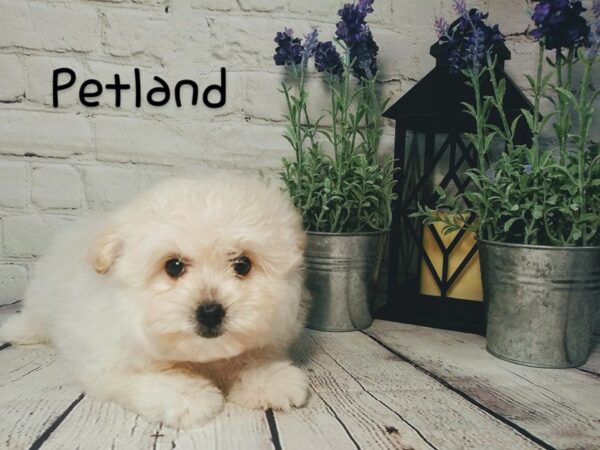 Eskipoo-DOG-Female-White / Cream-185-Petland Nashville, Tennessee
