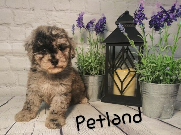 Poo Chon-DOG-Male-BLUE MERLE-181-Petland Nashville, Tennessee
