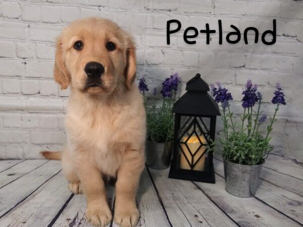 Golden Retriever DOG Male Golden 174 Petland Nashville, Tennessee