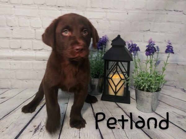 Labrador Retriever DOG Male Chocolate 176 Petland Nashville, Tennessee