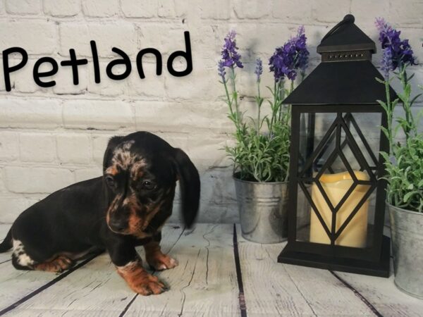 Dachshund-DOG-Female-DAPPLE-180-Petland Nashville, Tennessee