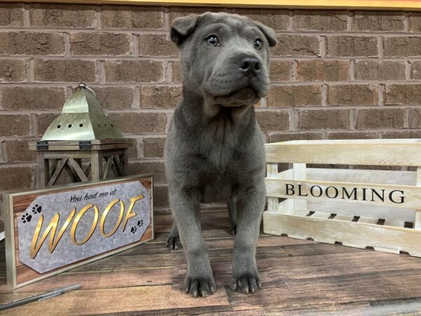 Chinese Shar-Pei DOG Female Blue 193 Petland Nashville, Tennessee