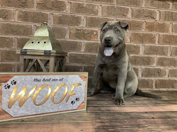 Chinese Shar-Pei-DOG-Female-Blue-221-Petland Nashville, Tennessee