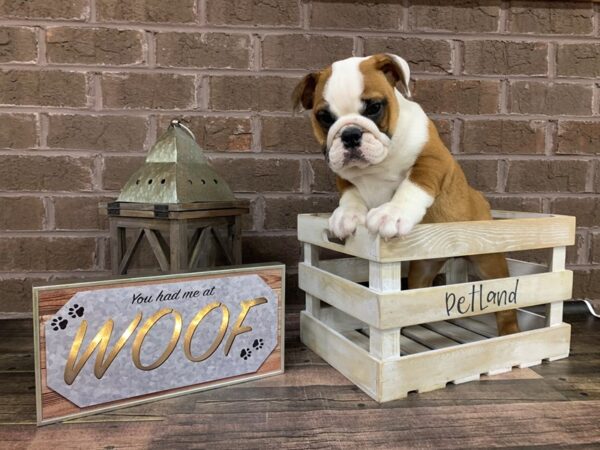 English Bulldog DOG Female Red/ White 282 Petland Nashville, Tennessee