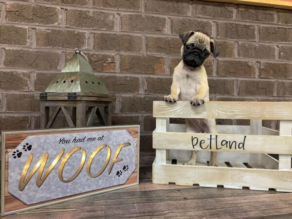 Pug-DOG-Female-Fawn-194-Petland Nashville, Tennessee