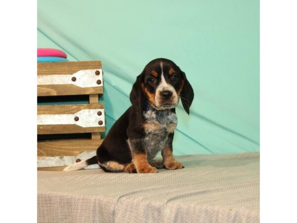 Beagle DOG Female Black White / Tan 187 Petland Nashville, Tennessee