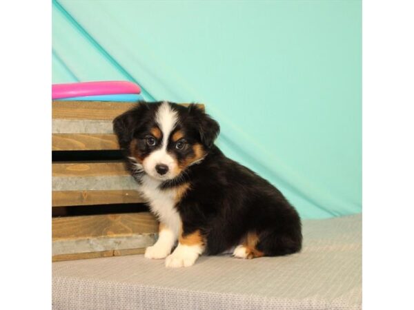 Australian Shepherd DOG Male Black 189 Petland Nashville, Tennessee