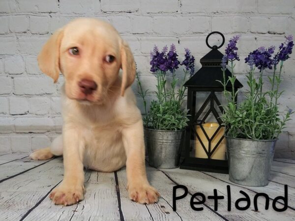 Labrador Retriever DOG Female Yellow 177 Petland Nashville, Tennessee