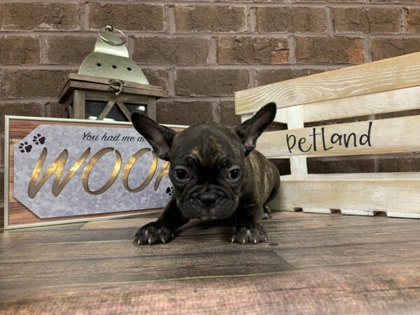 French Bulldog-DOG-Male-Red Brindle-210-Petland Nashville, Tennessee