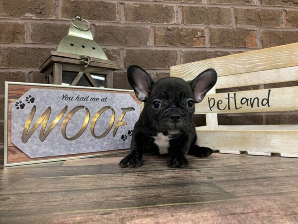 French Bulldog DOG Male blk brindle 211 Petland Nashville, Tennessee