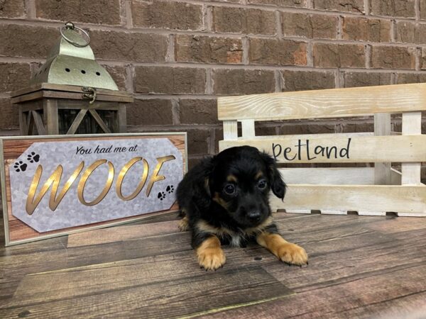Chiweenie DOG Male blk tan 281 Petland Nashville, Tennessee