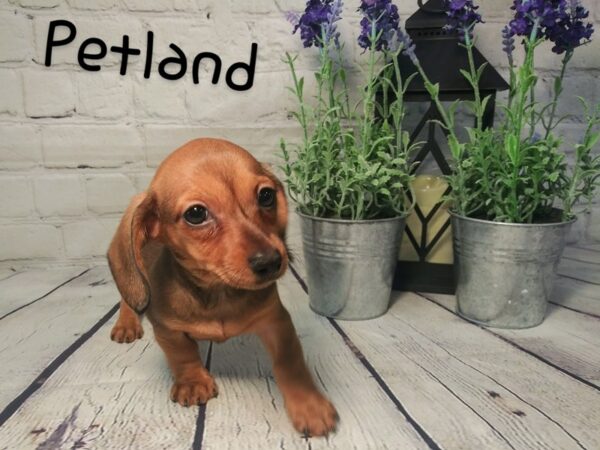 Dachshund DOG Female RED 201 Petland Nashville, Tennessee
