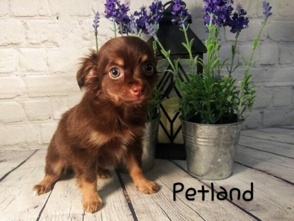 Chihuahua DOG Male Choc Tan 199 Petland Nashville, Tennessee