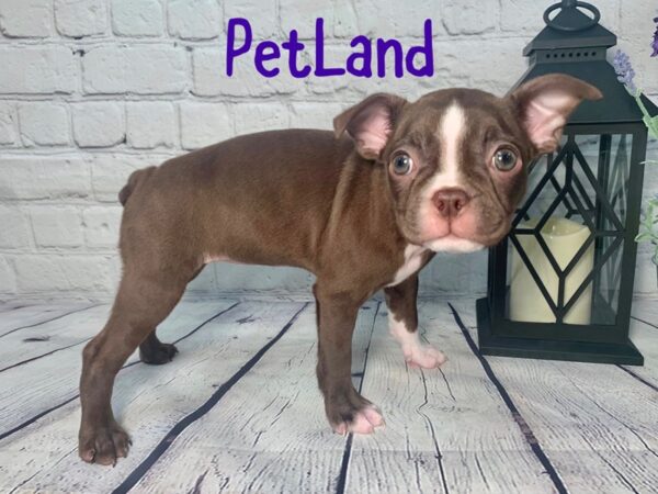 Boston Terrier DOG Female Red / White 207 Petland Nashville, Tennessee