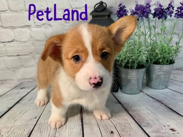 Pembroke Welsh Corgi DOG Female Red / White 205 Petland Nashville, Tennessee