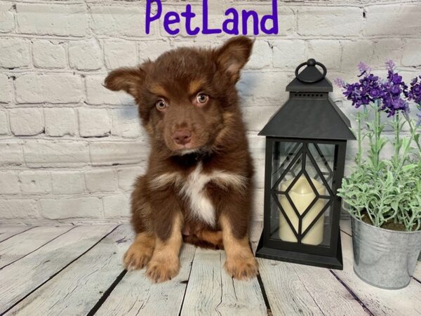 Australian Shepherd DOG Male Red / Tan 209 Petland Nashville, Tennessee
