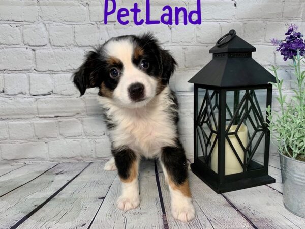 Miniature Australian Shepherd-DOG-Female-BLK TRI-202-Petland Nashville, Tennessee