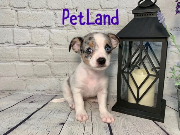 Chihuahua DOG Male BLUE MERLE 196 Petland Nashville, Tennessee