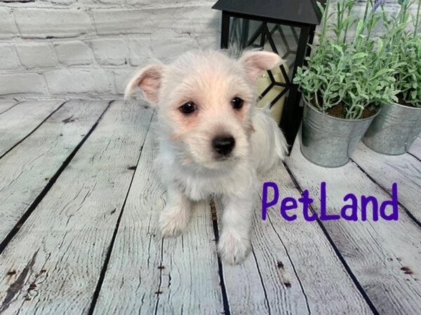 West Highland White Terrier DOG Male White 195 Petland Nashville, Tennessee