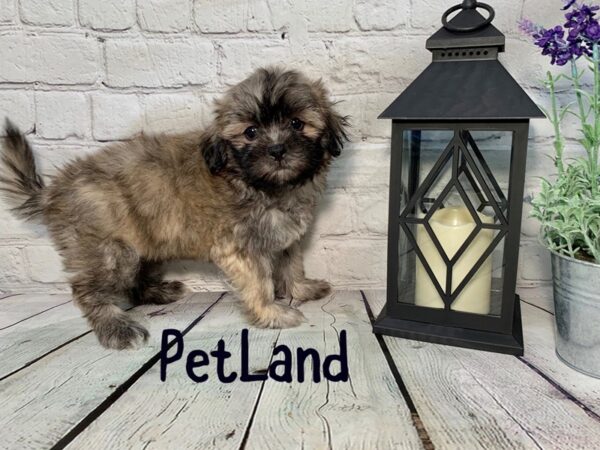 Teddy-DOG-Female-BROWN WHITE-200-Petland Nashville, Tennessee