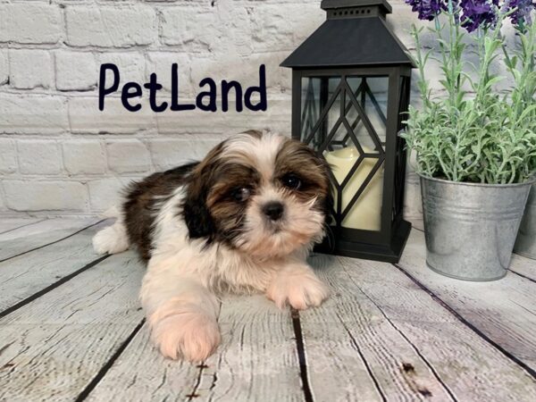 Shih Tzu DOG Male Brown White 198 Petland Nashville, Tennessee