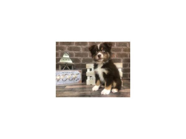 Australian Shepherd DOG Male Red / White 276 Petland Nashville, Tennessee